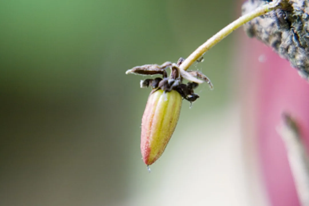 Small cacao pod developing