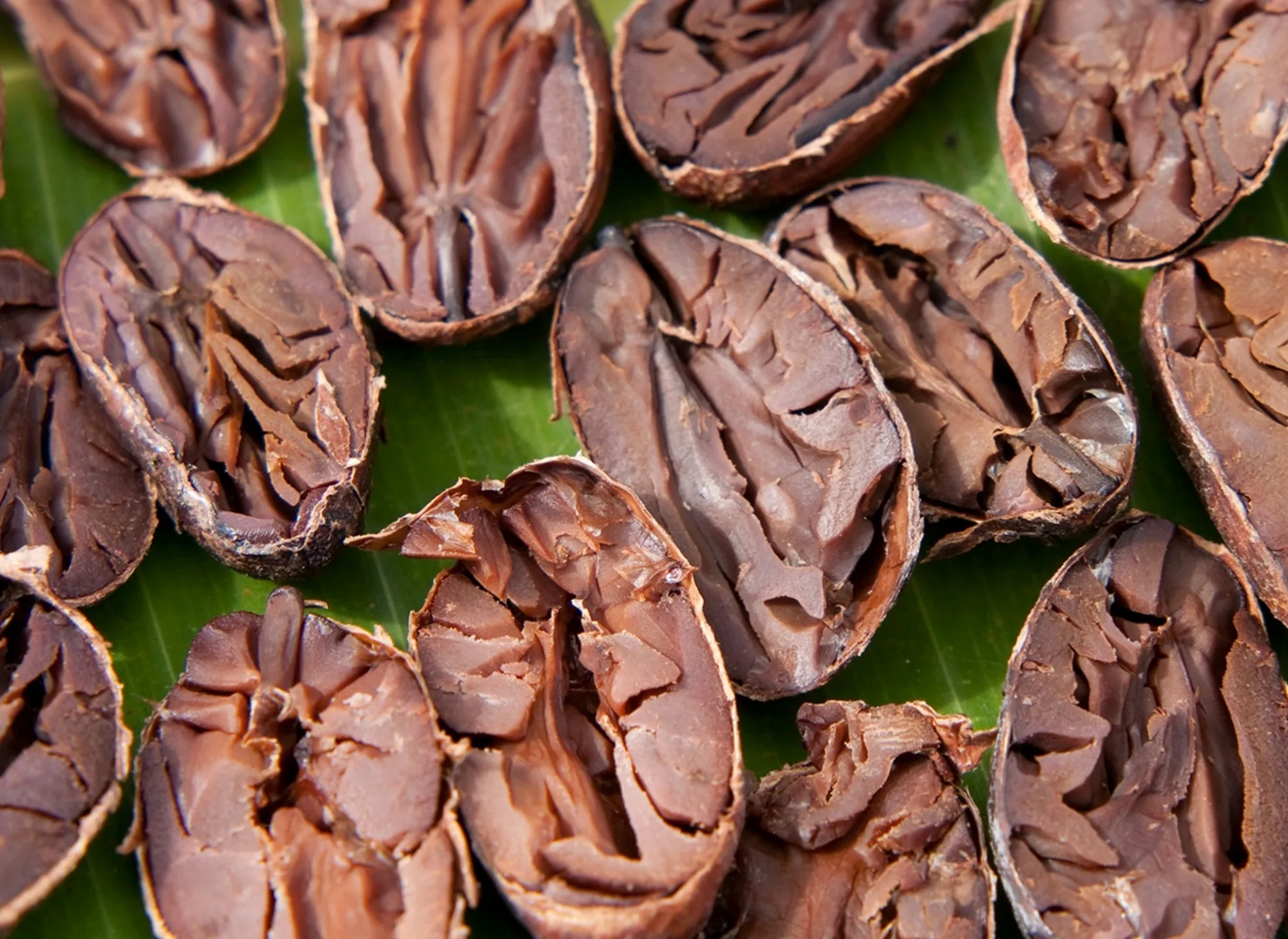Fresh cacao beans on a green leaf
