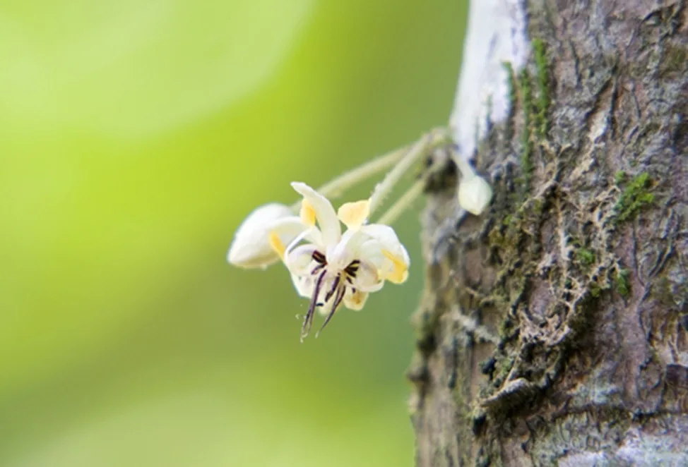 Cacao flower on the tree trunk