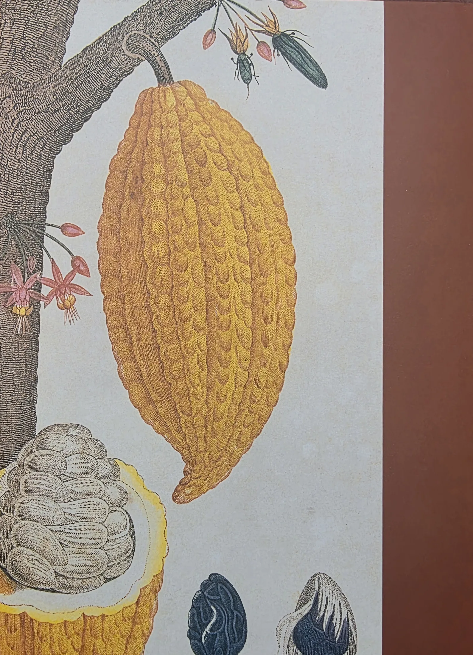 Back cover of the book Cacao in Venezuela &mdash; A History