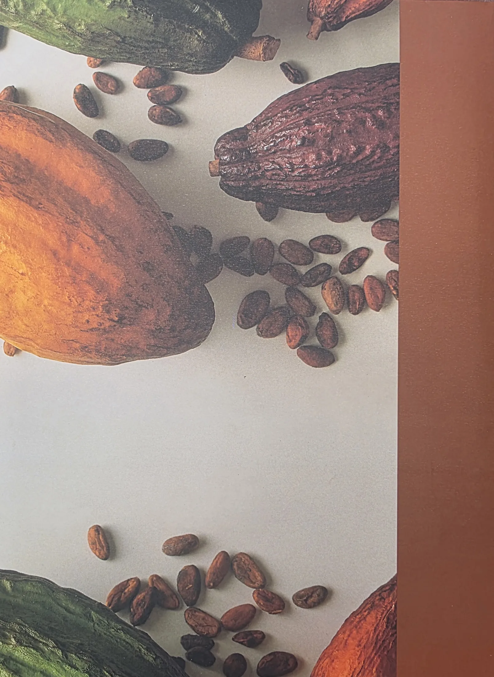 Back cover of the book Cacao in Venezuela, Modern Cultivation Technology