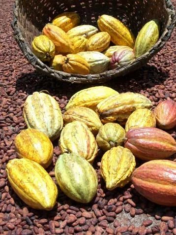 Fine Venezuelan cacao, single-origin